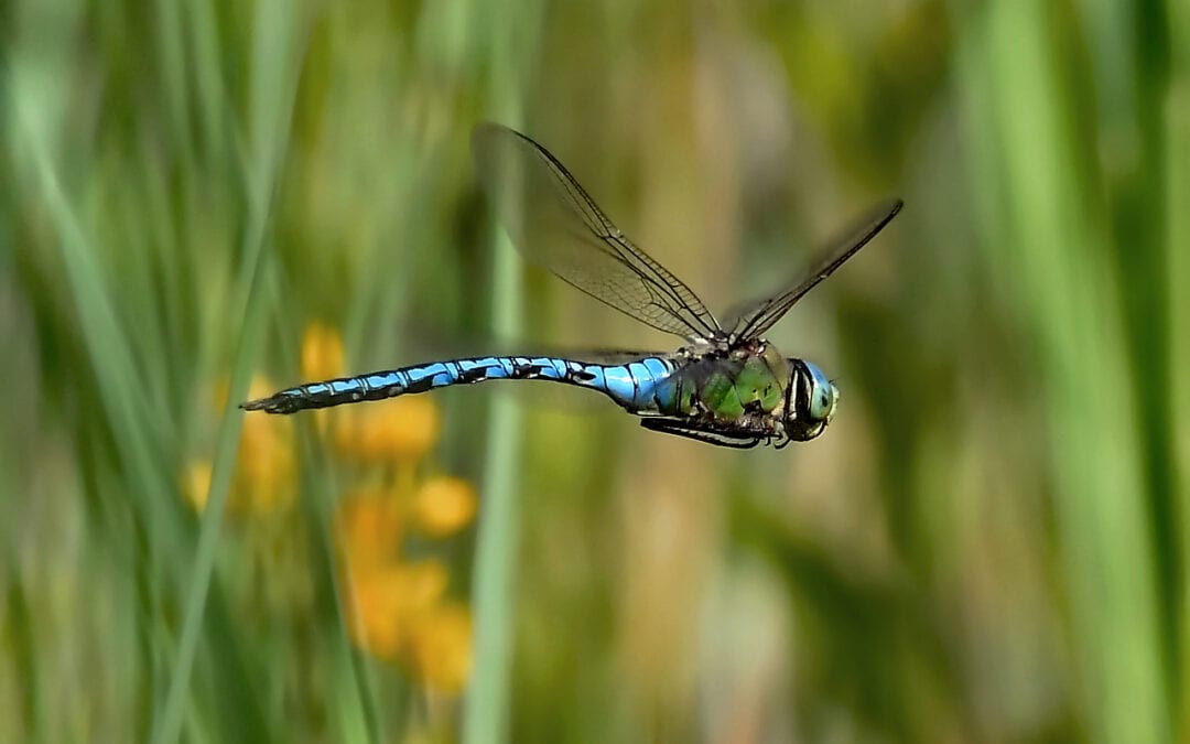 Onze bijdrage aan de Libelle